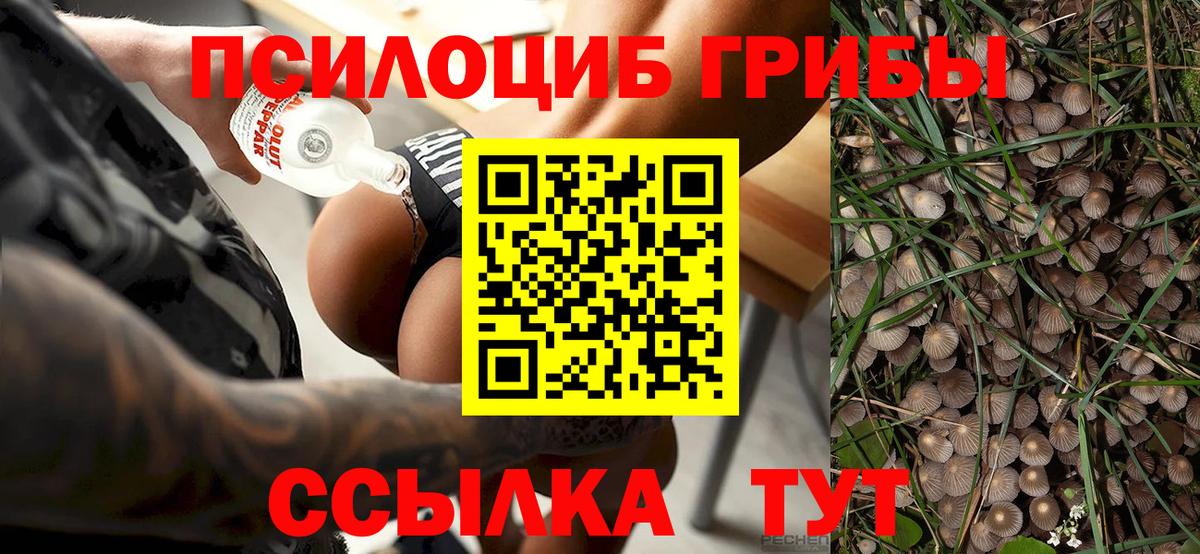 Кузнецк  что такое наркотик  Вход с VPN  Галлюциногенные грибы Psilocybine cubensis 
