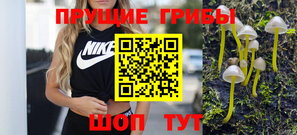 Галлюциногенные грибы Psilocybe Кузнецк